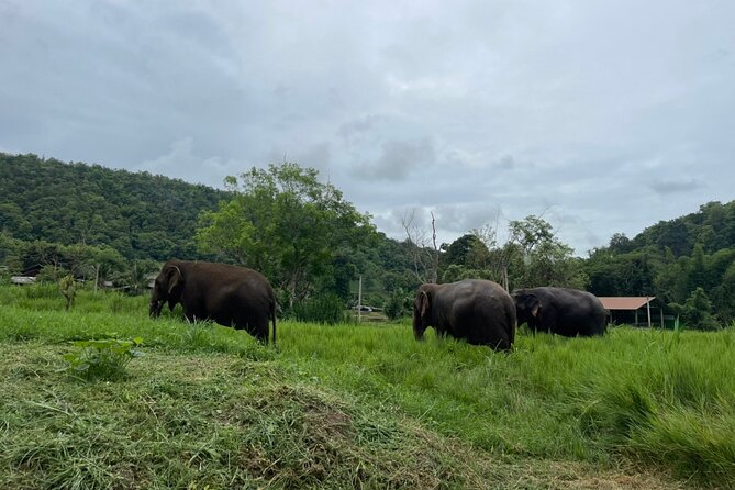 Half-Day Elephant Experience at Rantong - Inclusions and Amenities