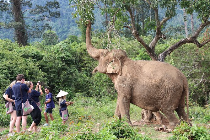 Half Day Elephant Home Sanctuary in Samui - Observing Elephants in the Jungle