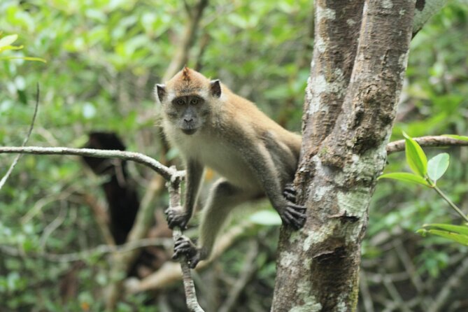 Half-Day Geopark Cruise From Langkawi - Mangrove River Exploration