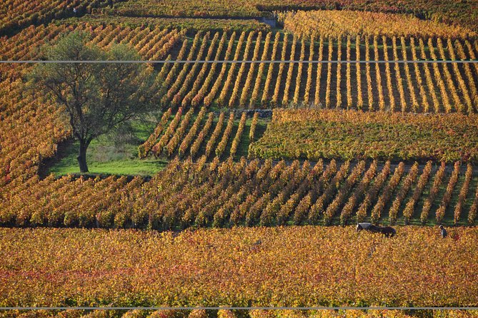 Half Day Tour of the Cote De Nuits Vineyards From Dijon - Highlights of the Tour