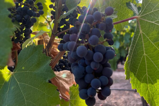 Half Day Winery Tour - Pickup and Meeting Locations