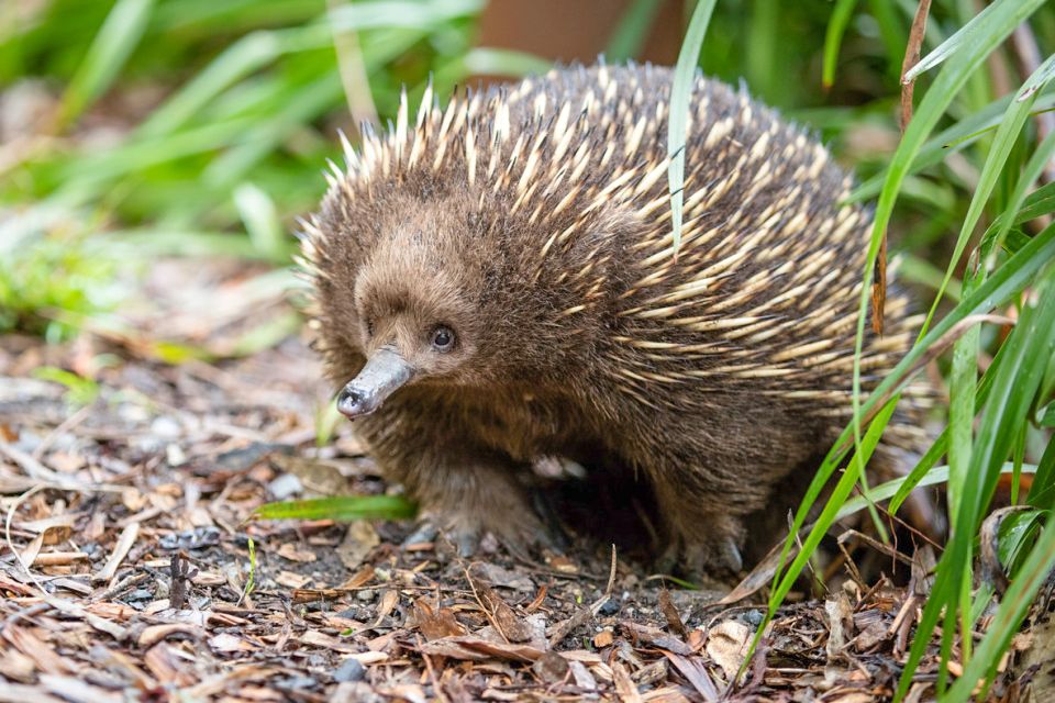 Healesville Sanctuary: General Admission Ticket - Experience Highlights and Full Description