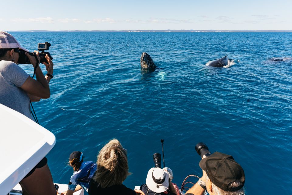 Hervey Bay: Exclusive Whale Watch Encounter - Experience Highlights