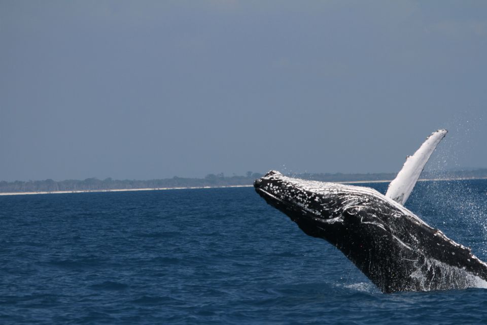 Hervey Bay: Ultimate Whale Watching Experience - Tour Highlights and Inclusions