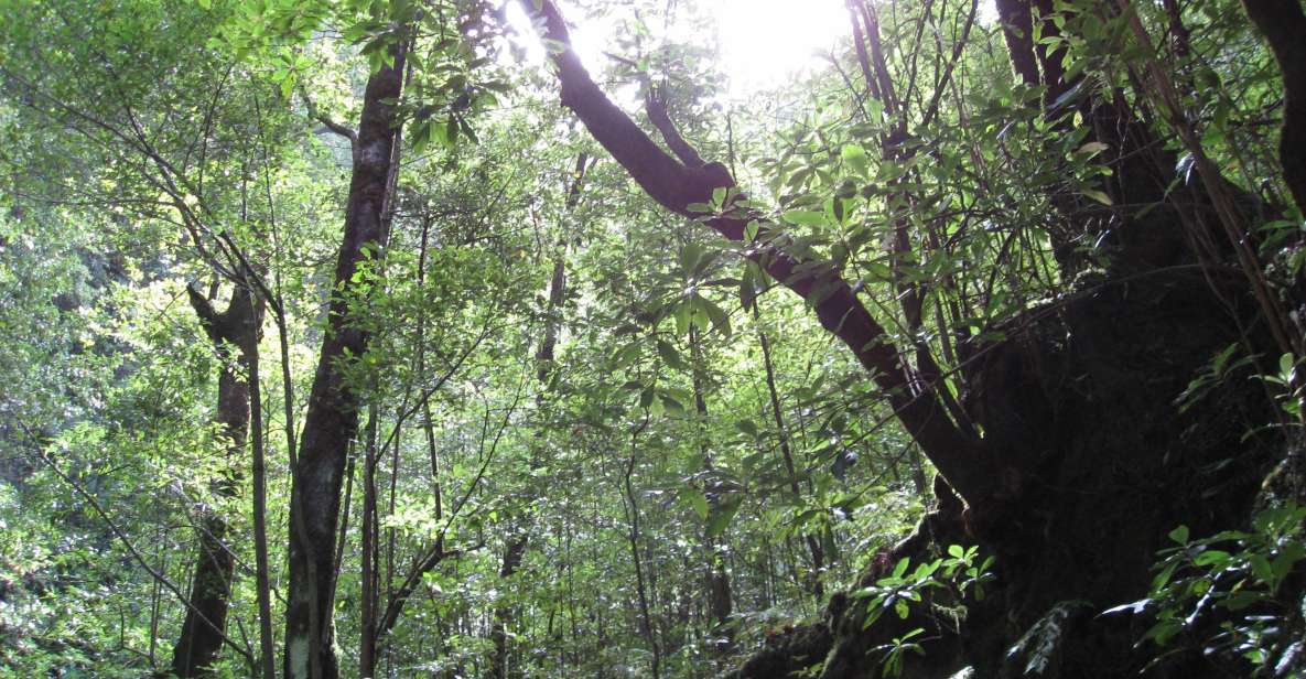 Hidden Corners, the Kings Levada Full Day Hike - Experience Highlights