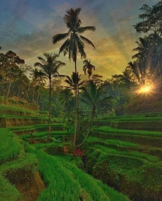 Highlight Ubud Waterfalls and Tegalalang Rice Terrace - Exciting Waterfall Activities