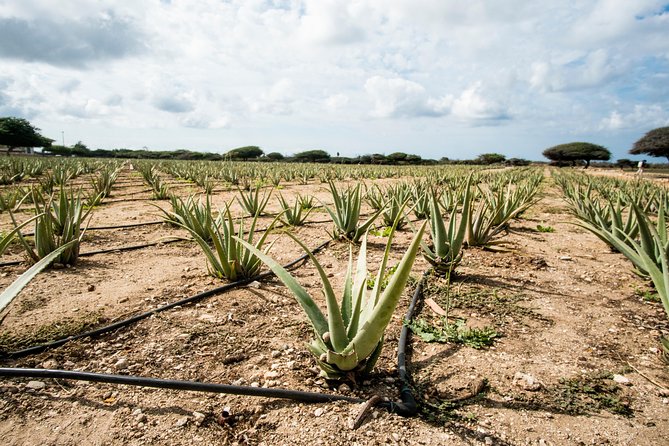 Highlights of Aruba Island Tour - Historical Landmarks Explored