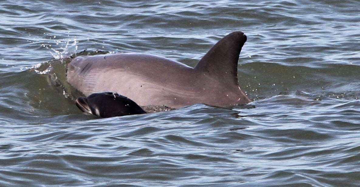 Hilton Head Island: Dolphin Watching Cruise With Donuts - Cruise Duration and Location