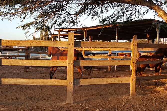Horseback Riding Wariruri Beach Tour in Aruba - Inclusions and Meeting Details