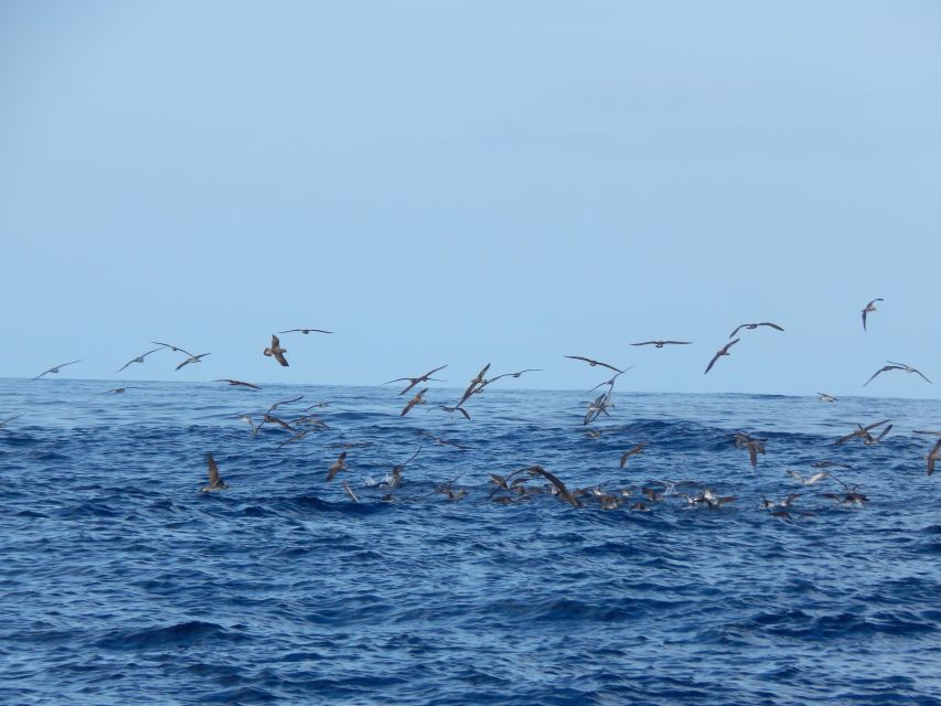 Ilhéus Das Cabras in Terceira Island - Natural Features and Importance