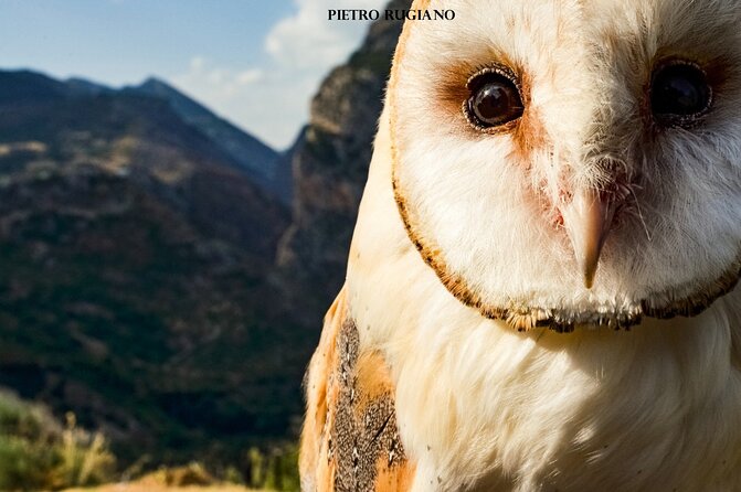 Interactive Path of Birds of Prey - Activity Details