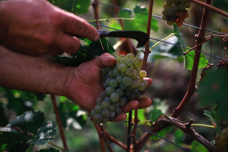 Ischia: Vineyard Tour & Wine Tasting Experience W/ Transfers - Sommelier-Led Wine Tasting Experience