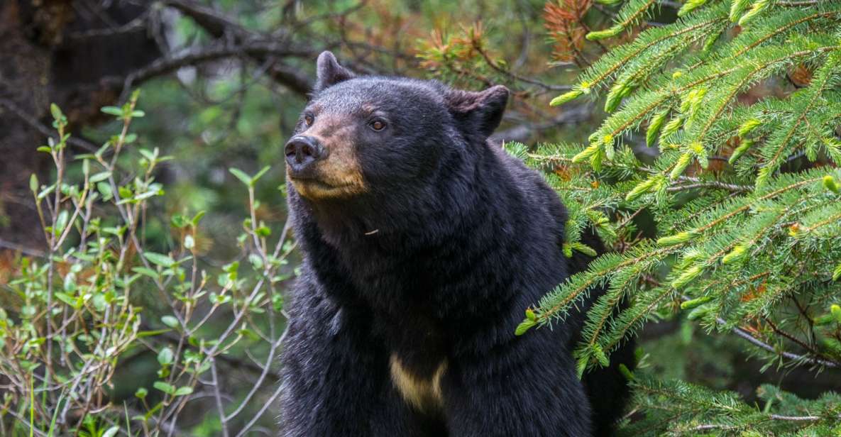 Jasper National Park: Evening or Morning Wildlife Watch Tour - Wildlife Sightings Likelihood