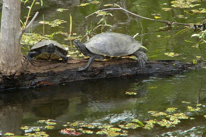 Jean Lafitte 90-Minute Swamp and Bayou Boat Tour - Tour Inclusions