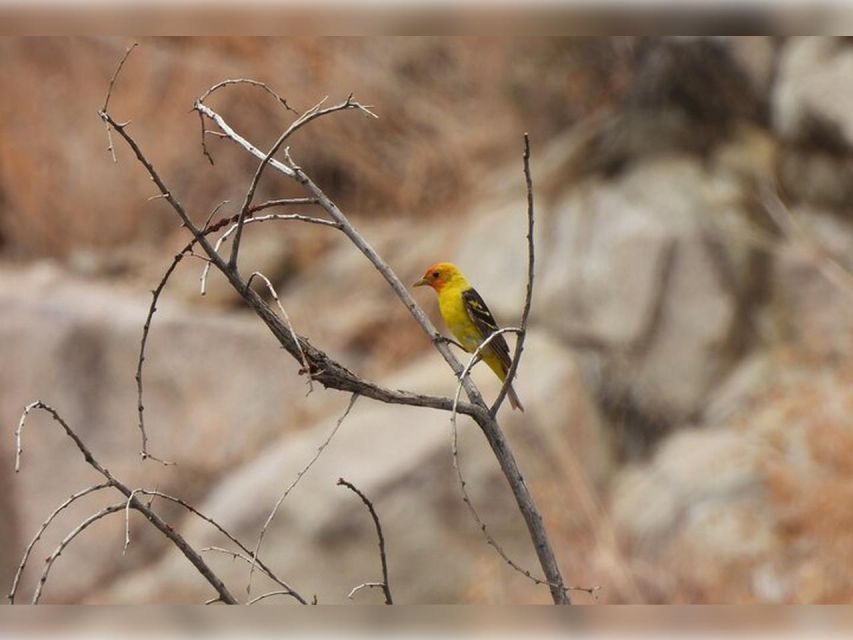 Joshua Tree: Half-Day Private Hike of the National Park - Discovering Plant Life and Wildlife