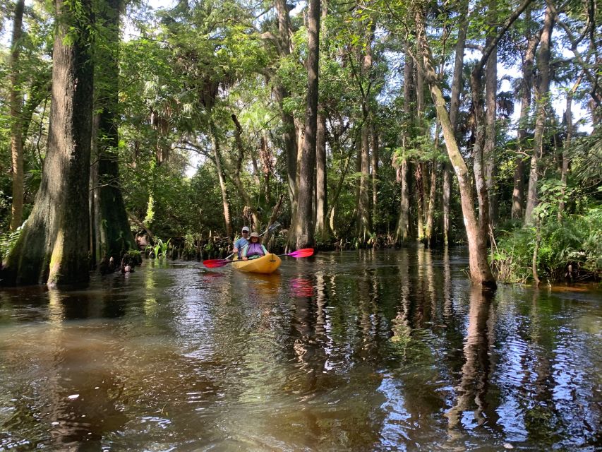 Jupiter: Loxahatchee River Scenic Kayak Tour - Exploring the Cypress Swamp