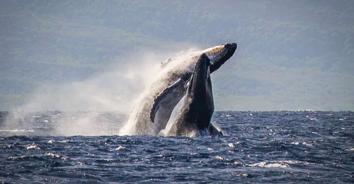 Kaanapali: Whale Watching Cruise With Open Bar - Price and Reservation