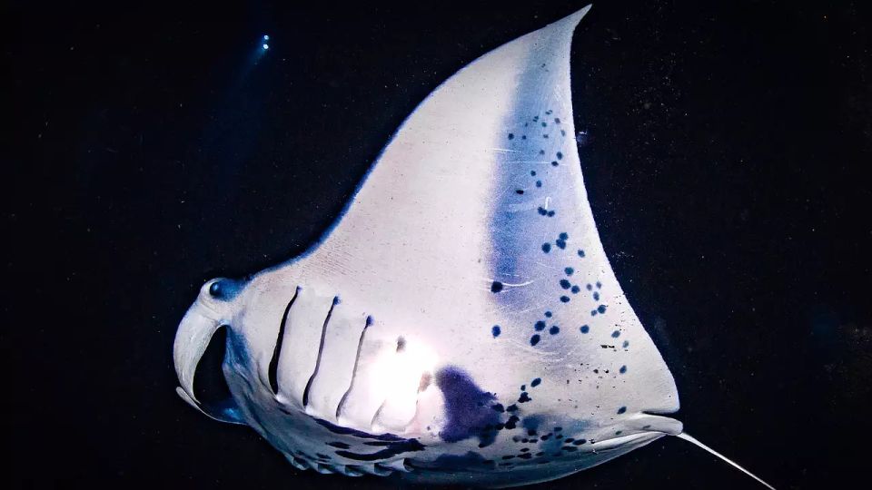 Kailua-Kona: Manta Ray Watching Nighttime Boat Trip - Key Features Explained