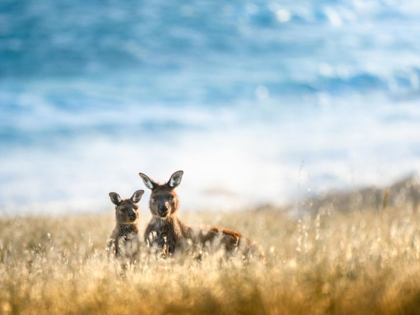 Kangaroo Island Lighthouse, Kangaroos and Wine Tasting - Experience Description