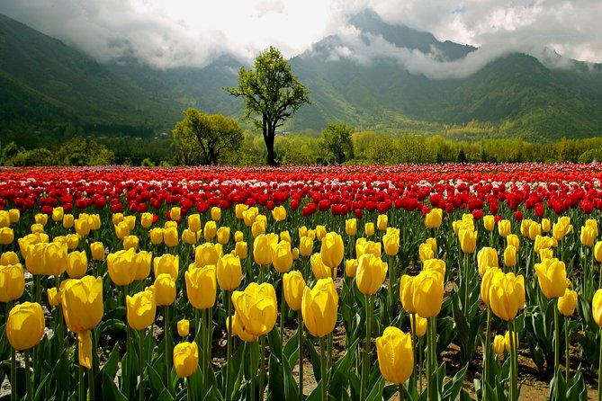 Kashmir Tulip Festival - Srinagars Mughal Gardens
