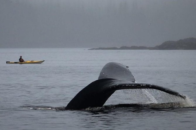 Ketchikan Kayak Eco-Tour - Tour Details and Requirements