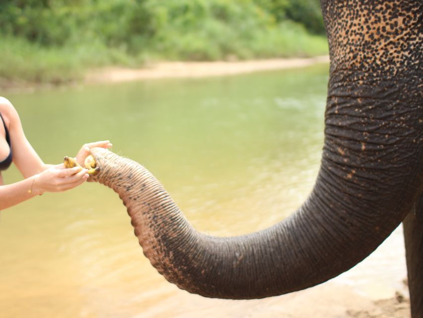 Khao Lak: Elephant Bathing and Feeding Tour - Highlights