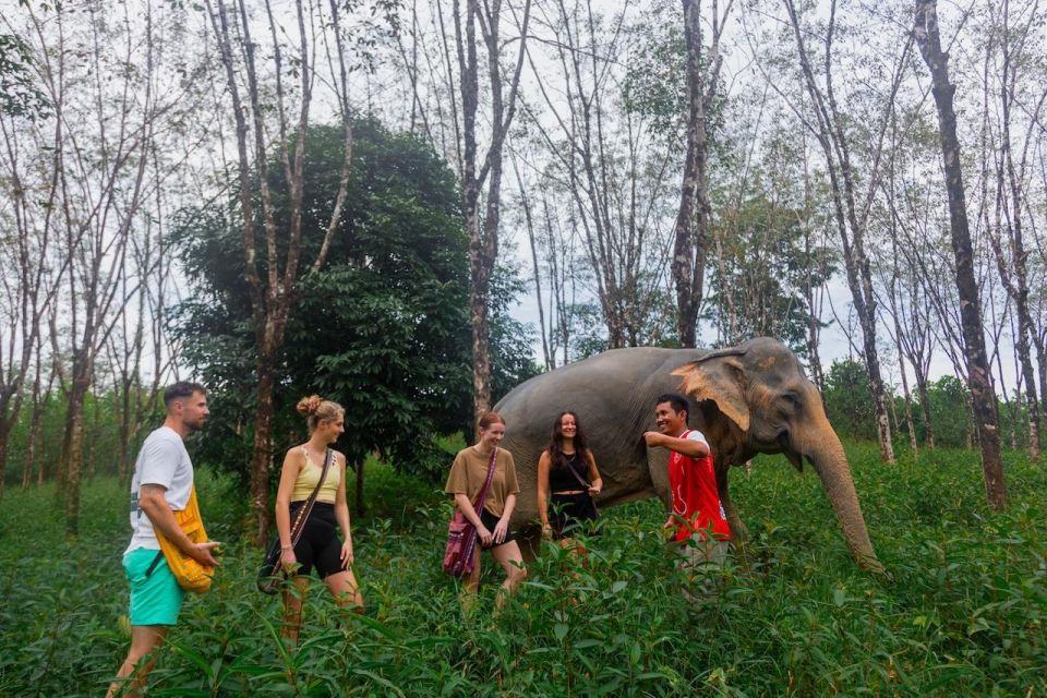 Khao Lak: Guided Walk & Feed Elephant Experience With Pickup - Observing Rescued Elephants