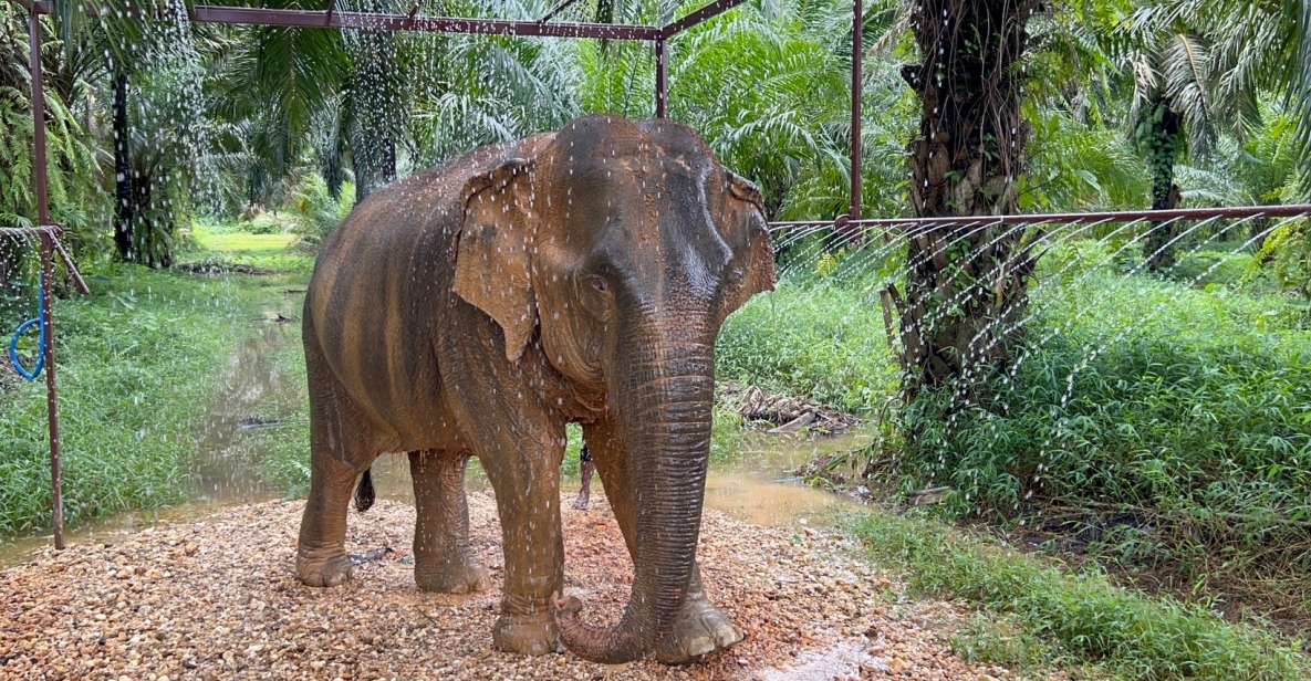 Khao Sok: Ethical Elephant Sanctuary Visit - Elephant Feeding Preparation