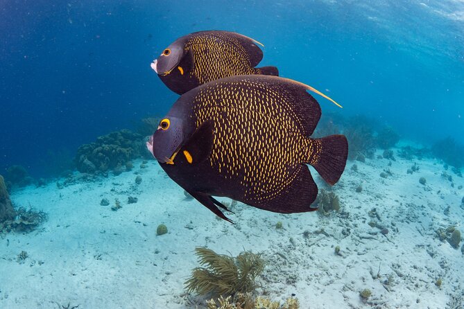 Klein Bonaire Marine Park Snorkeling Excursion - Additional Information