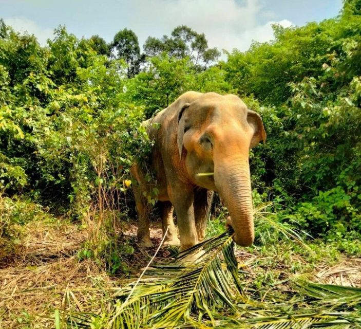 Koh Samui: Elephant Sanctuary and More - Full Day - Highlights of the Adventure