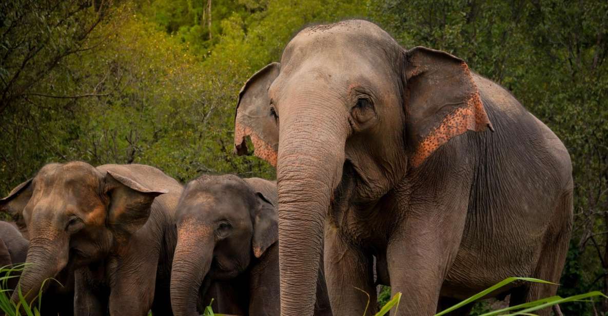 Koh Samui: Ethical Elephant Sanctuary Tour With Buffet Lunch - Inclusions