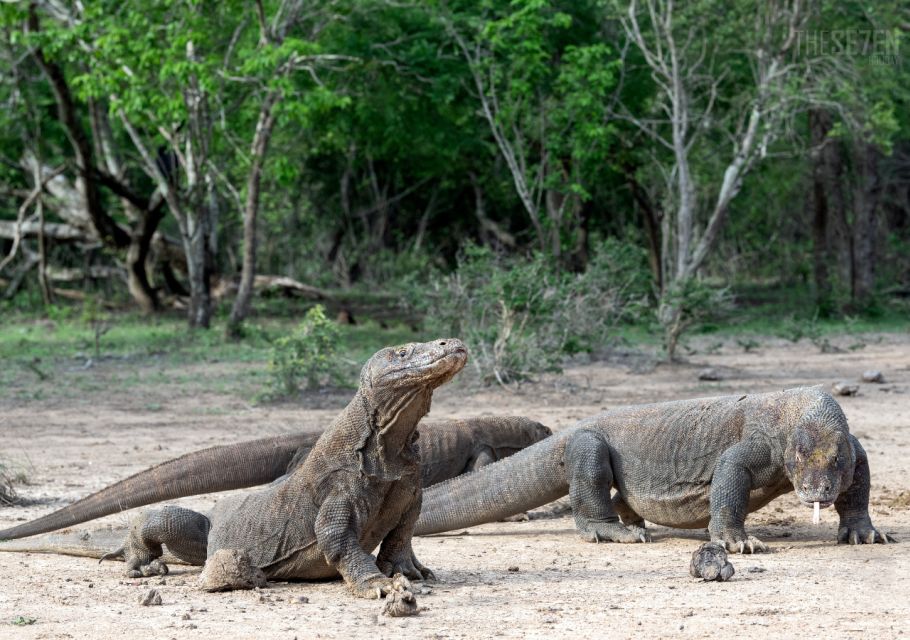 Komodo Island: 3D2N Private Speedboat, Land Tour & Hotel - Speedboat Island Hopping