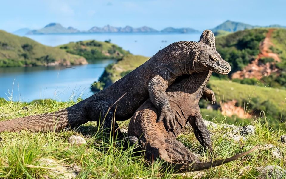 Komodo Tour : Full Day Private Speedboat All in Package - Itinerary Highlights