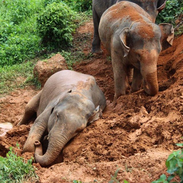 Krabi: Ethical Elephant Sanctuary Experience - Understanding Elephant Behavior and History