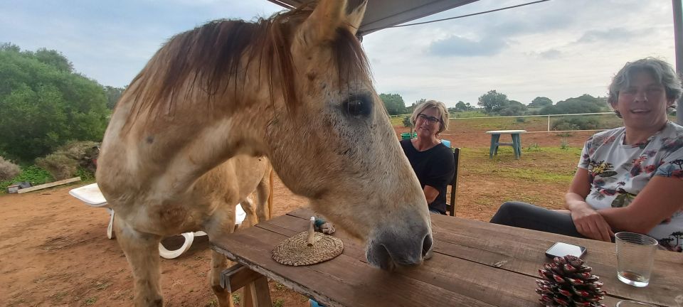 Lagos: a Walk With a Rescued Horse at the Sanctuary - Experience Description