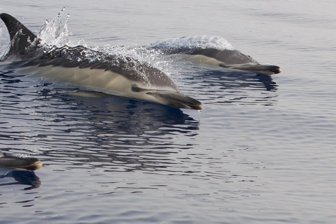 Lanzarote Sea Safari From Puerto Calero - Inclusions and Meeting Point