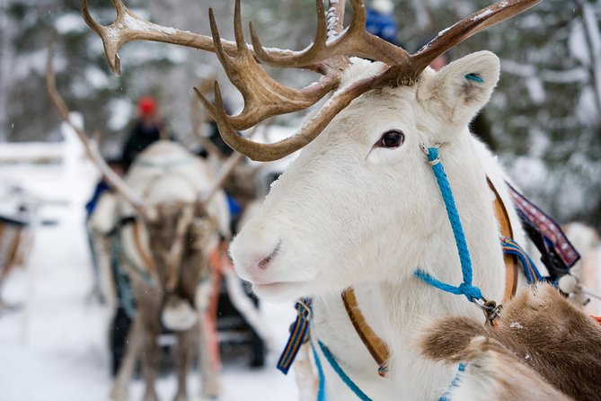 Lapland Reindeer and Husky Safari From Rovaniemi - Reindeer Sleigh Ride