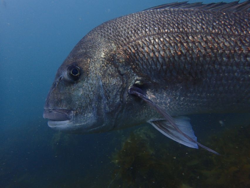 Leigh: Goat Island Guided Diving Tour for Certified Diver - Booking Information