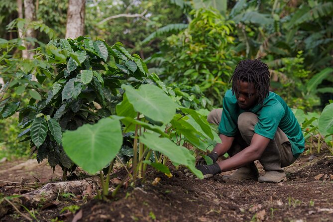 Liamuiga Natural Farm Tour - Participant Requirements