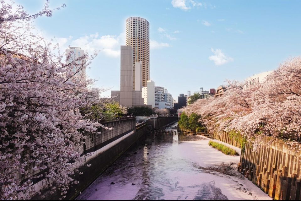 Licensed Guide Tokyo Meguro Cherry Blossom Walking Tour - Meguro River Cherry Blossoms