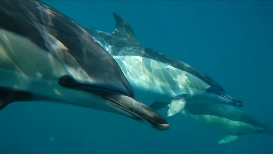 Lisbon: Dolphin Watching With Marine Biologist - Discovering Ocean Wildlife