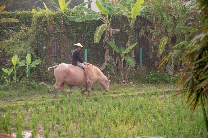 Living Land Rice Farming Experience - Immersive Activities Offered