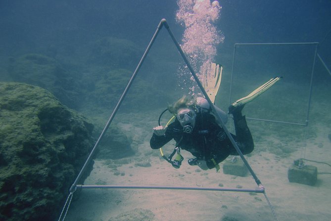 Local Guided Dives (For Certified/Licensed Divers) - Scuba Equipment Included