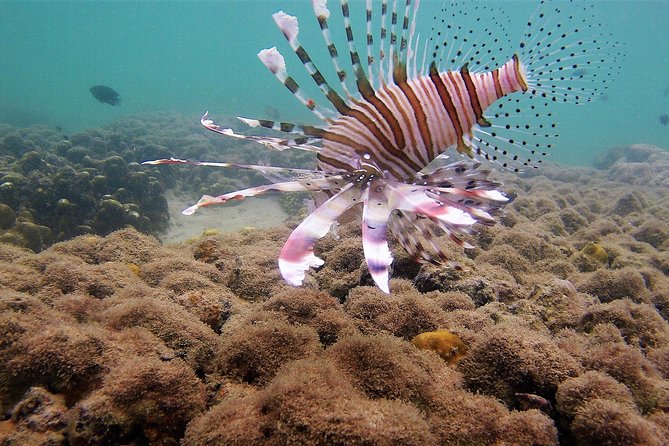 Local Reef Snorkelling and Deserted Beach - Key Activities