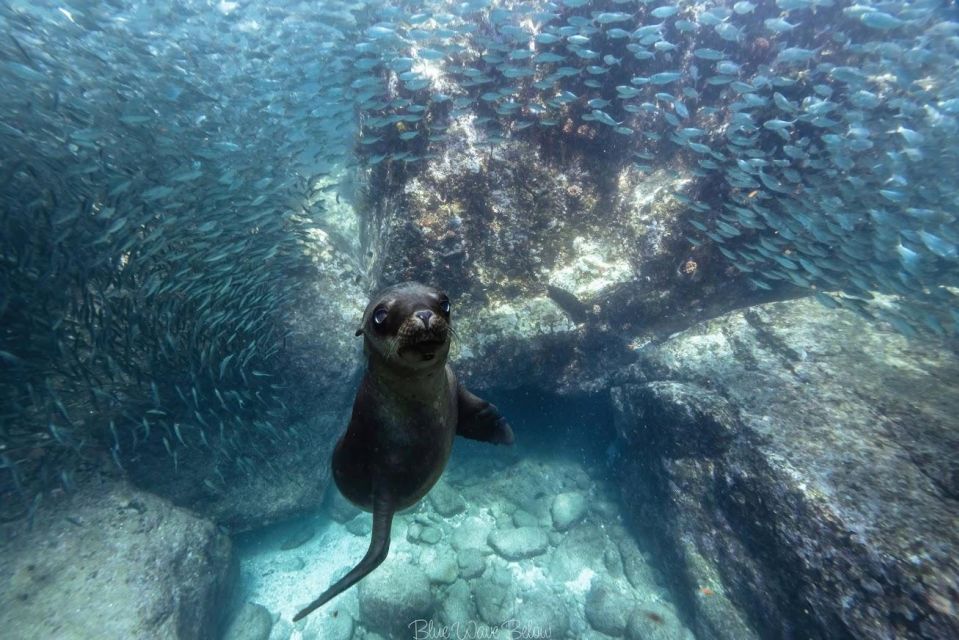 Los Cabos: Mobula and Sea Lion Combo Tour - Mobula Ray Experience