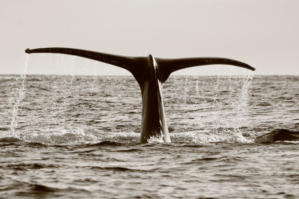 Los Cabos: Whale Watching (Transport and Pictures Included) - Guided Tour Activities