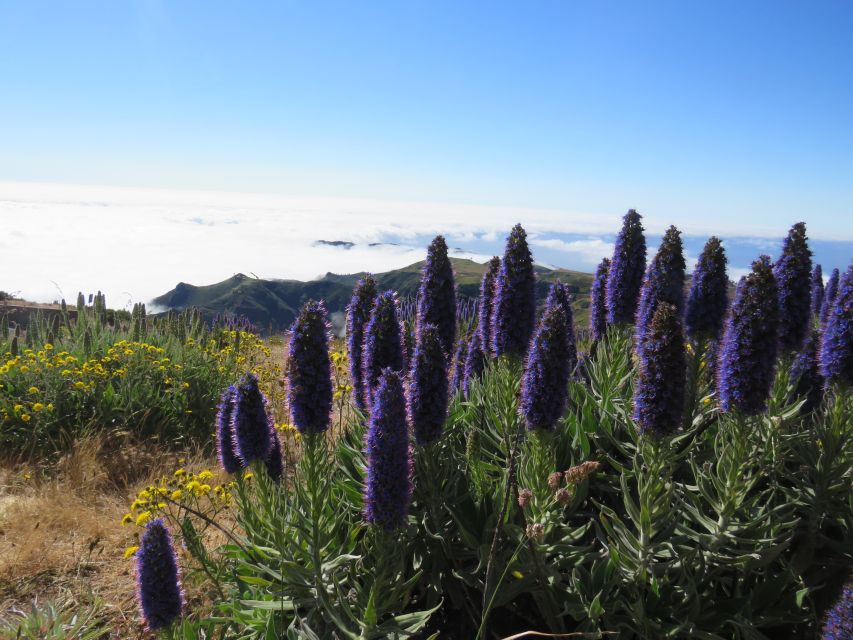 Madeira : 3 Peaks, Pico Arieiro, Das Torres, Ruivo Trek - Pricing and Booking Details