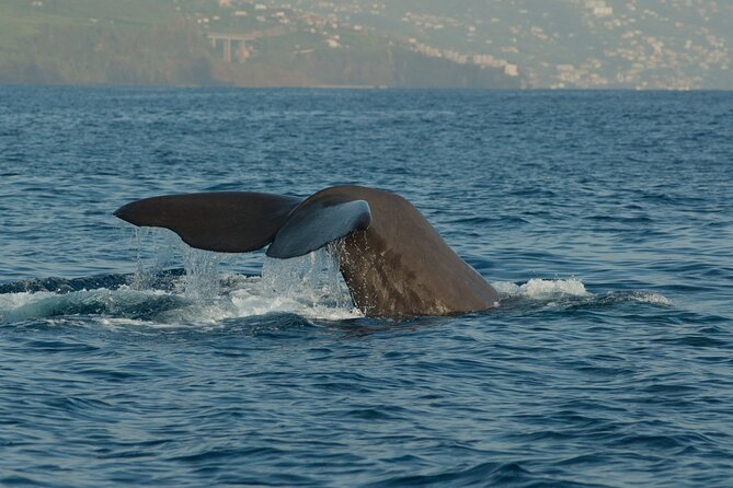 Madeira Dolphin & Whale Watching Tour - Whats Included in the Tour