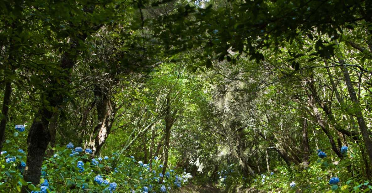 Madeira: Full-Day Laurel Forest Guided Walking Tour - Booking Information