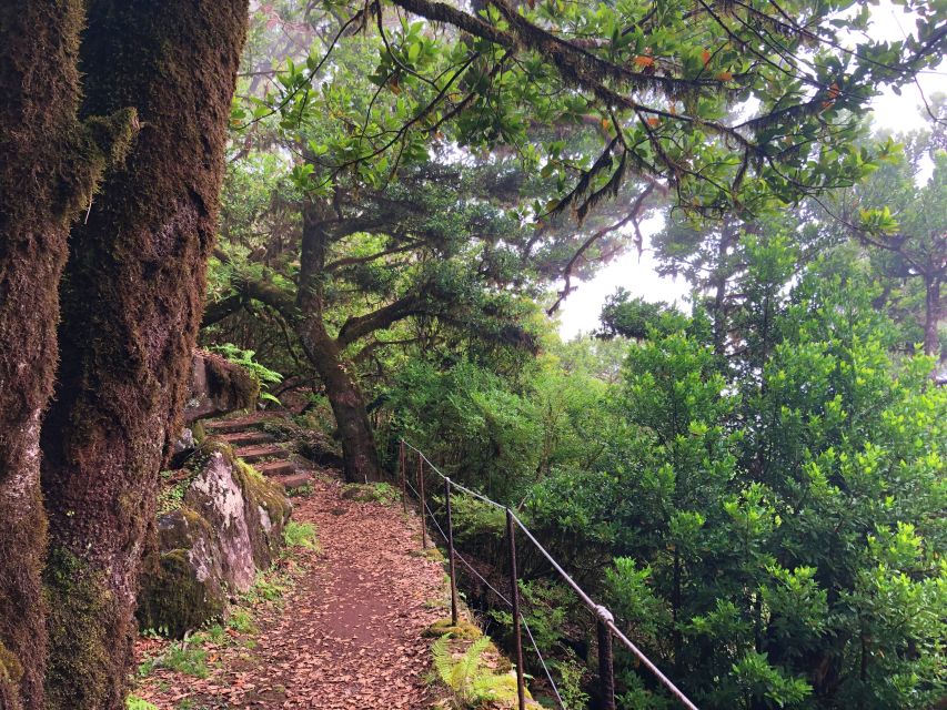 Madeira: Private Guided Vereda Do Fanal Walk PR13 - Highlights